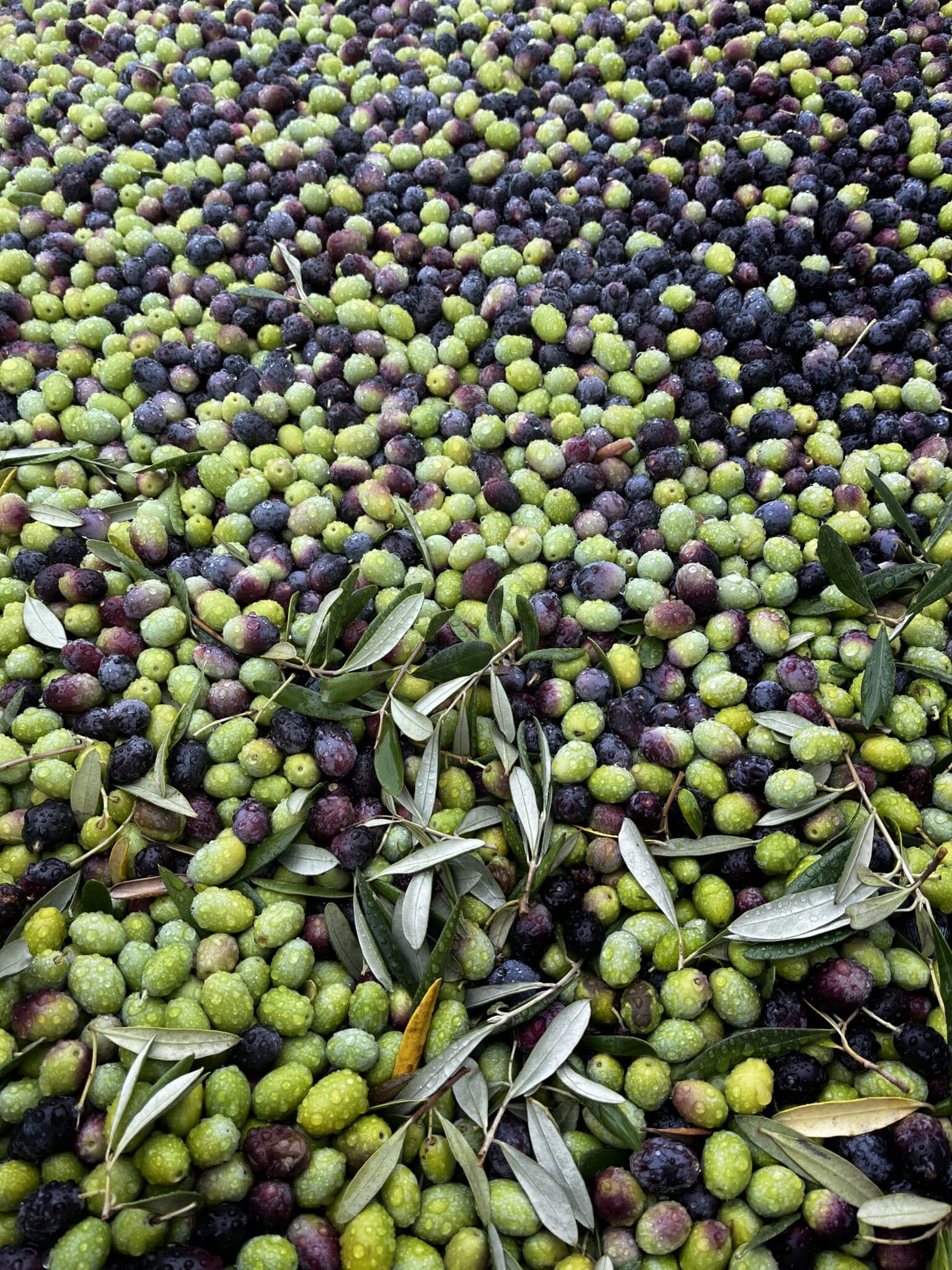 evoo